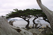 Cypress Point