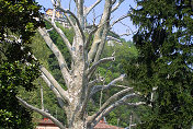 The garden of Hotel Villa d'Este