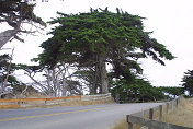 17 mile drive