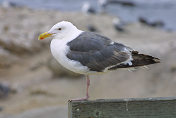 Seagull